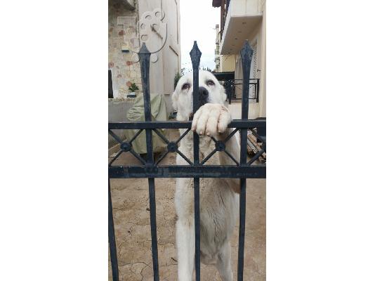 Ασιατικος Ποιμενικος